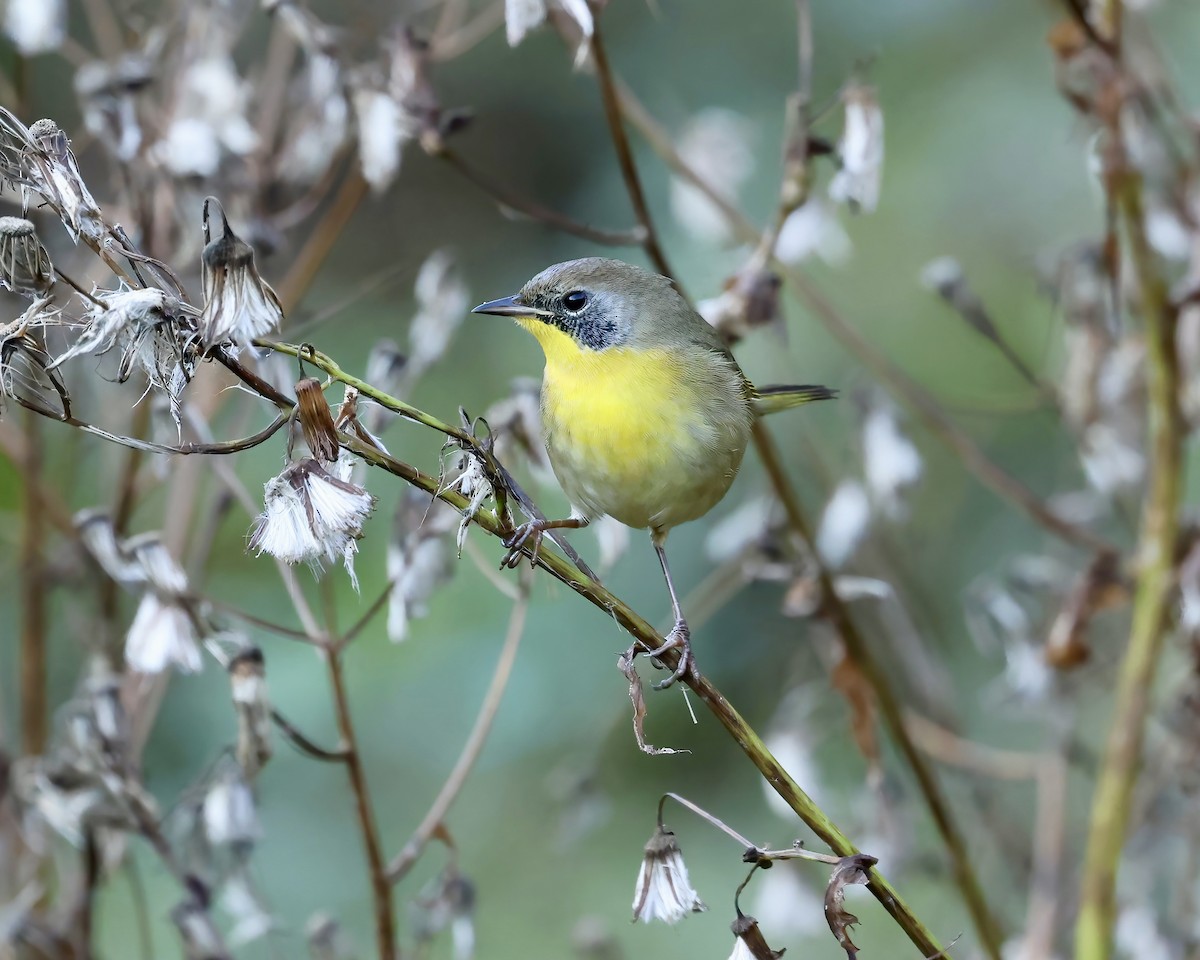 Common Yellowthroat - ML610177485
