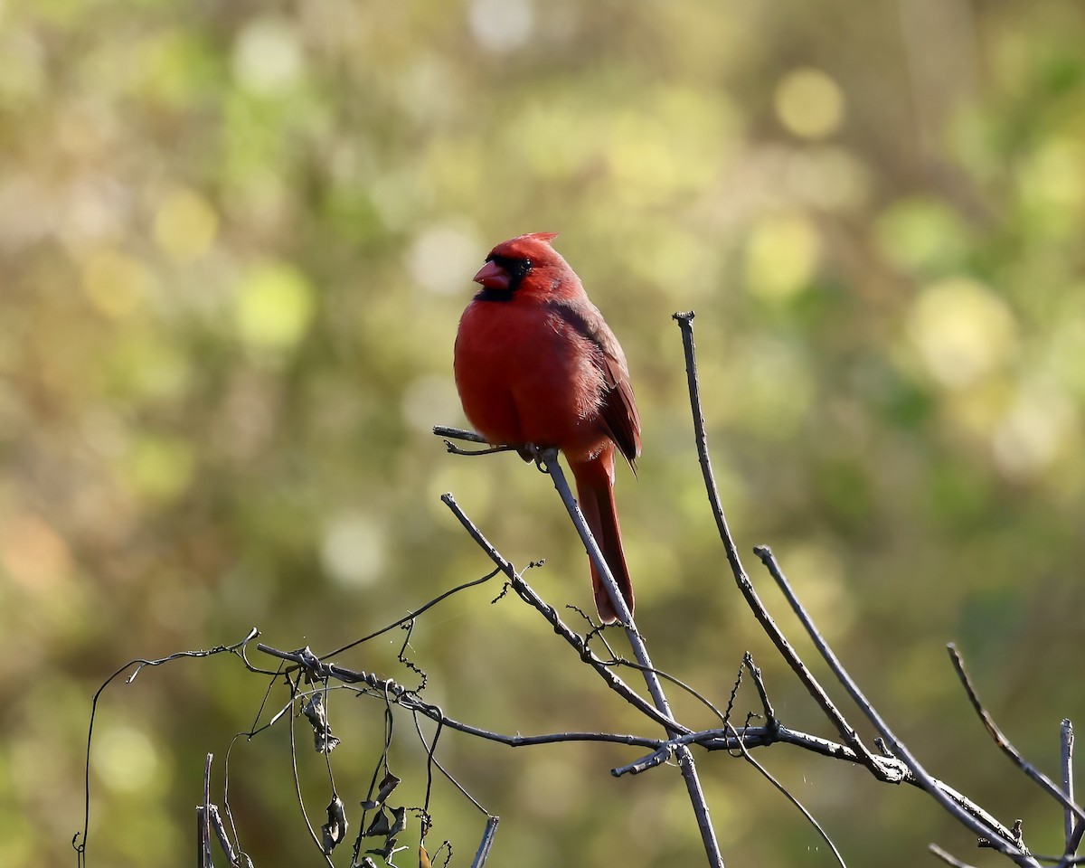 Cardinal rouge - ML610177487