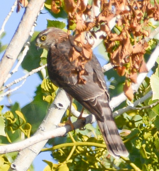 Sharp-shinned Hawk - ML610177522