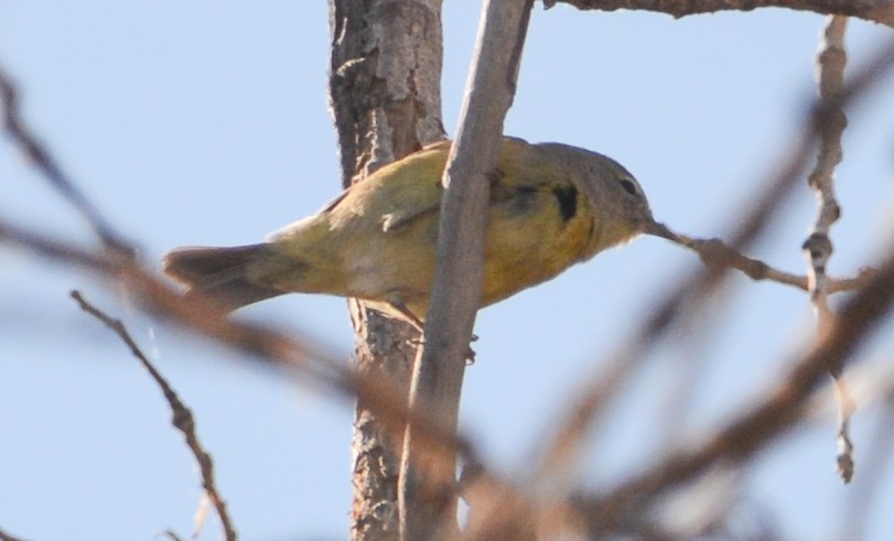 Orange-crowned Warbler - Jim Wilson