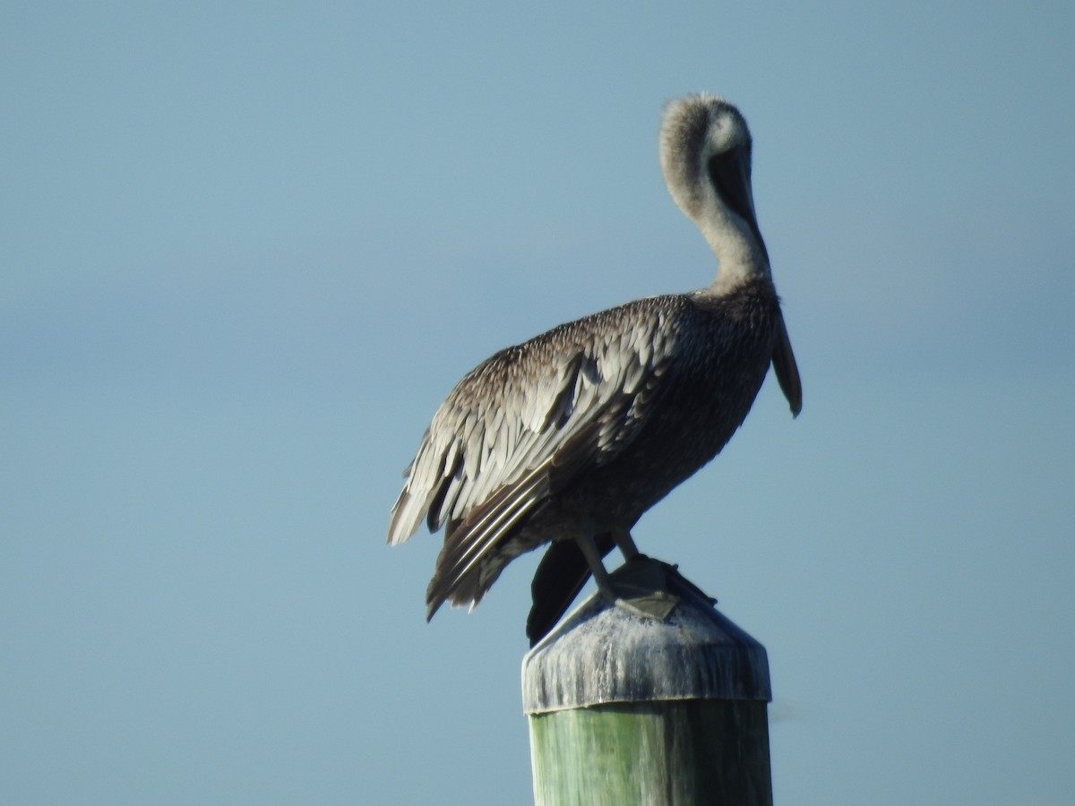 Brown Pelican - ML610177609