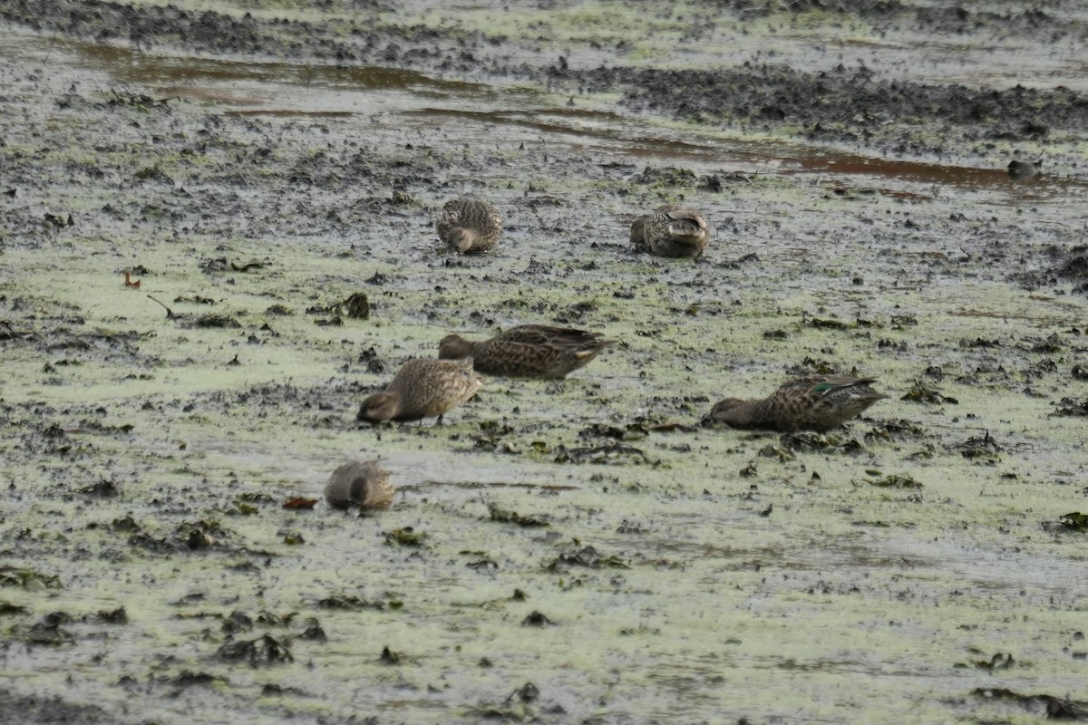 Green-winged Teal - Tom Marsan-Ryan