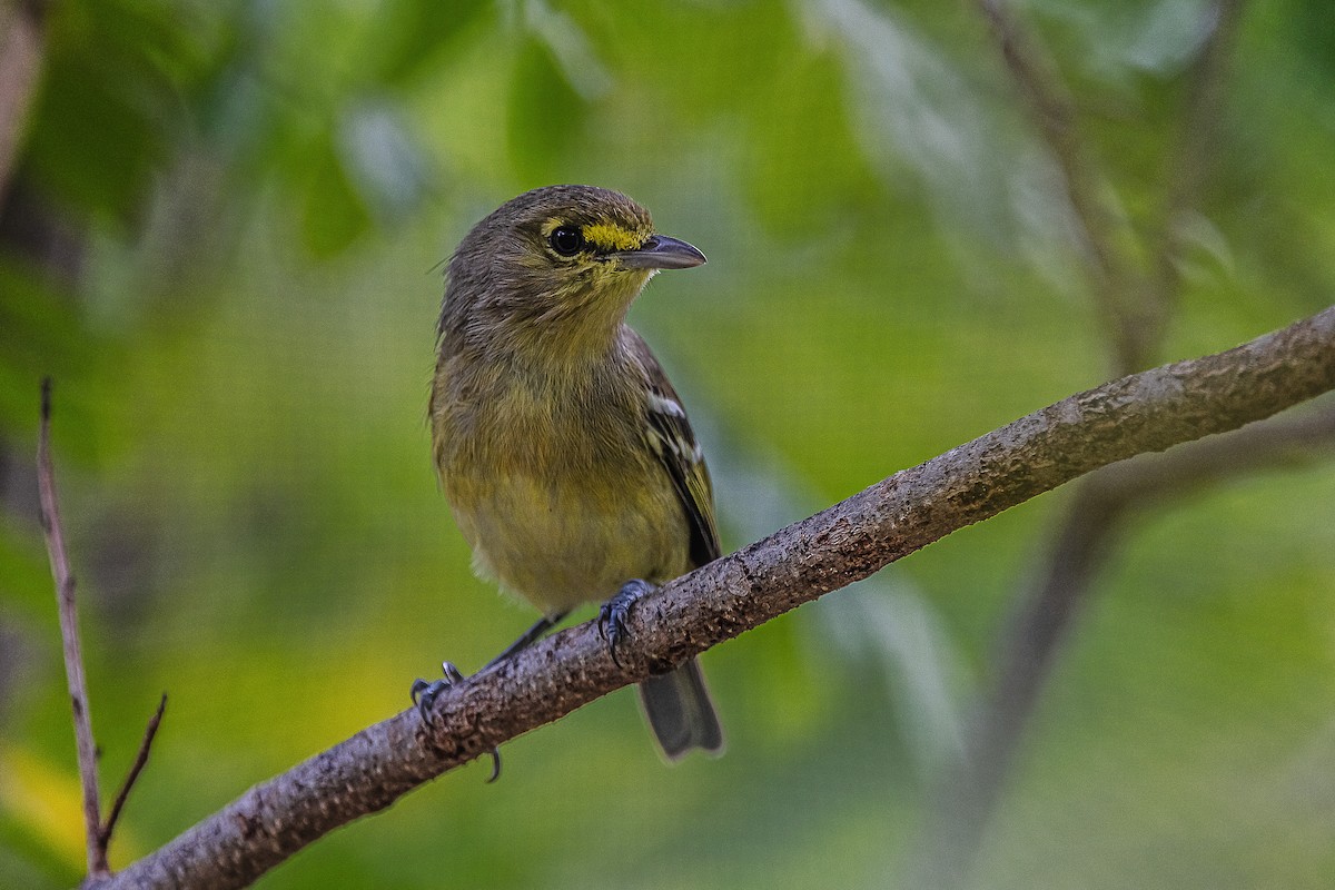 Vireo Piquigrueso - ML610177728