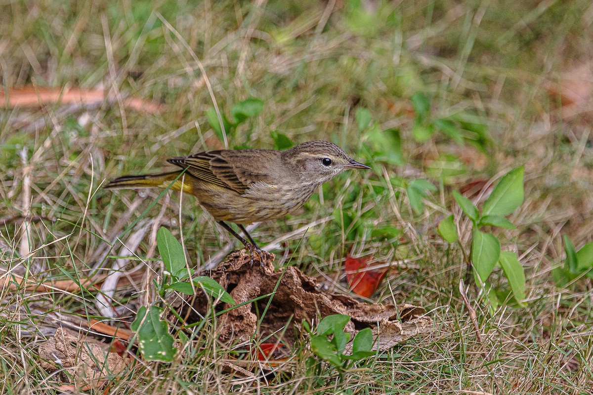 Paruline à couronne rousse - ML610177769