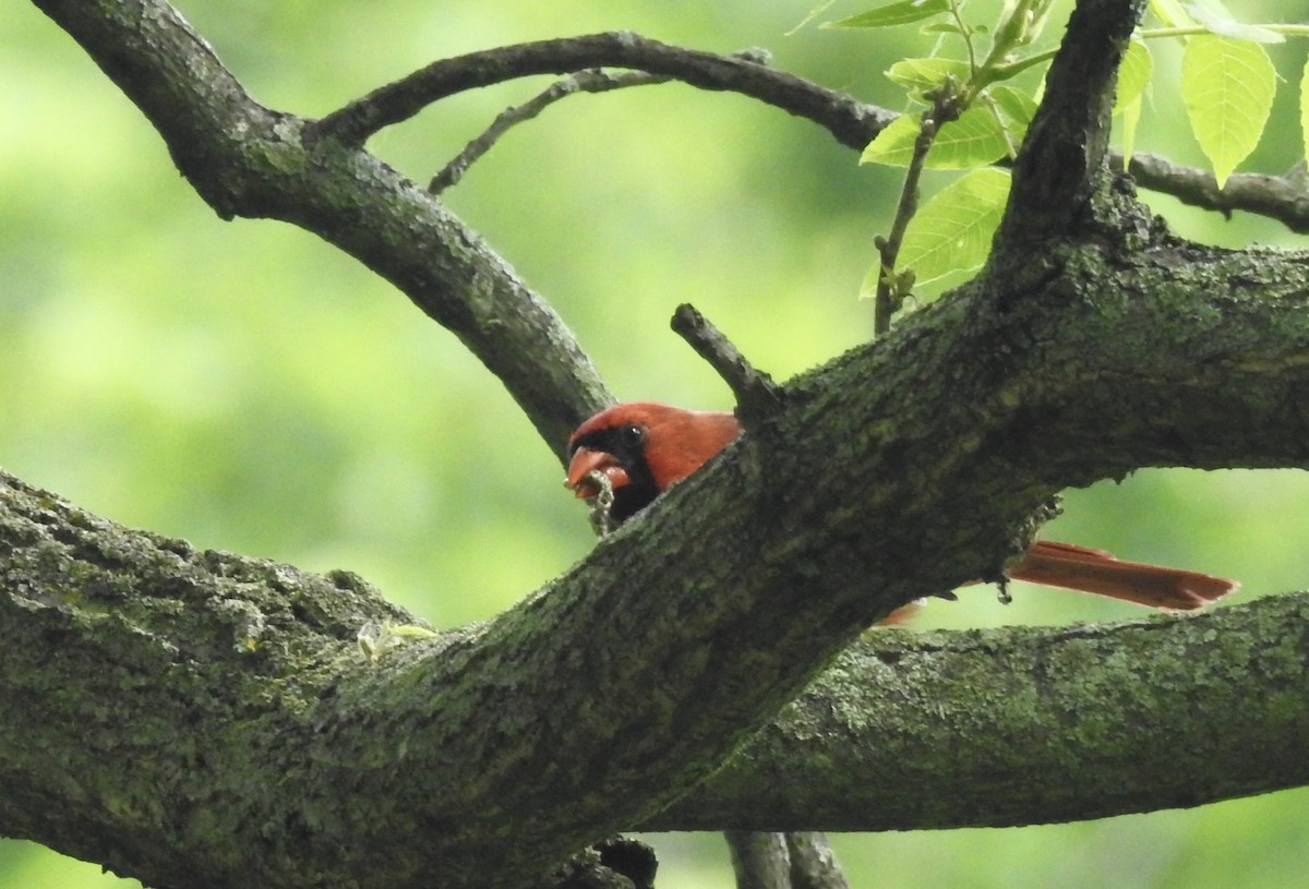 Northern Cardinal - ML61017781