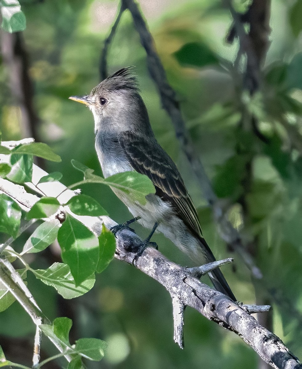 Greater Pewee - ML610177911