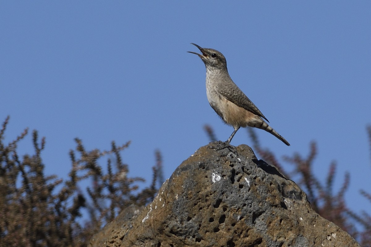 Rock Wren - ML610177950