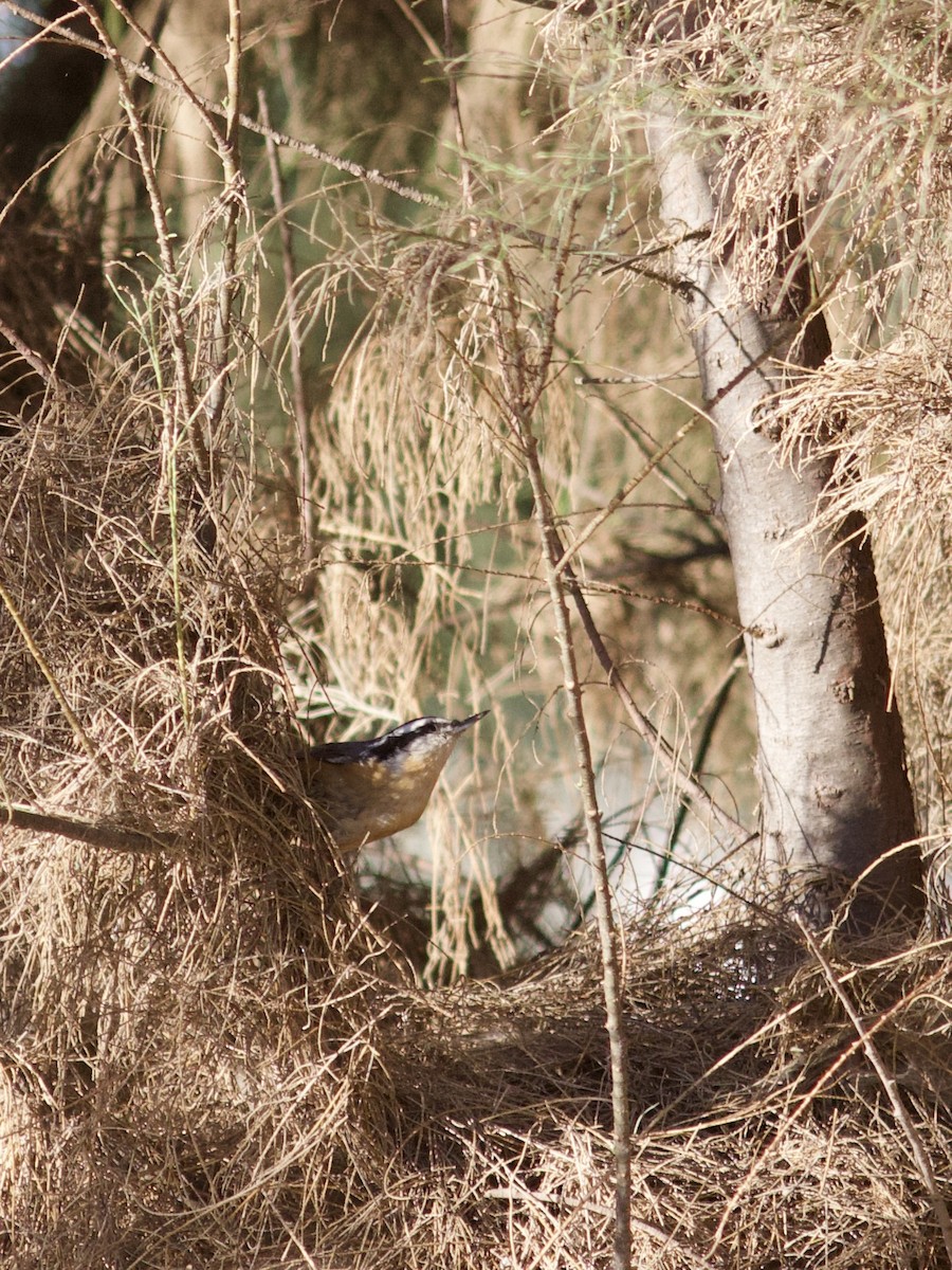 Red-breasted Nuthatch - ML610177958