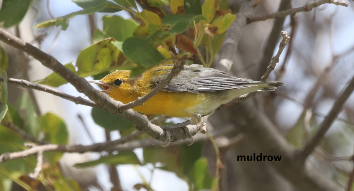 Prothonotary Warbler - ML610178151