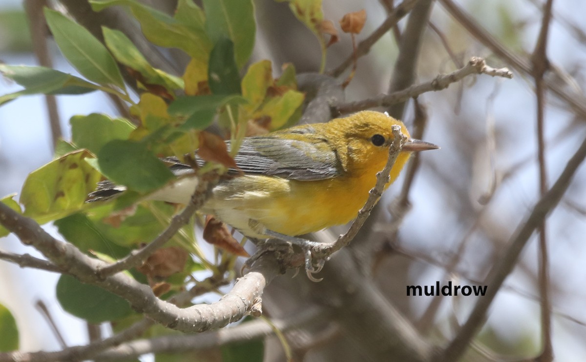 Prothonotary Warbler - ML610178202