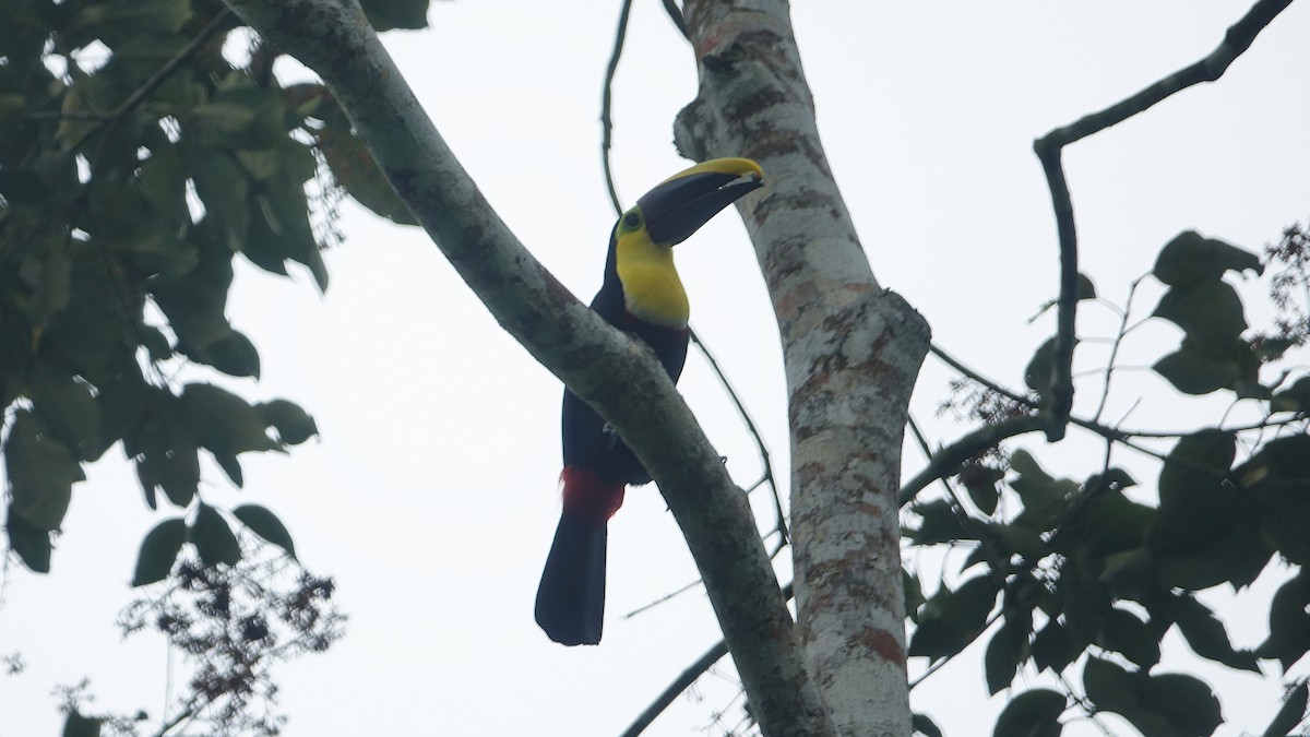 Choco Toucan - Daniel Pacheco Osorio