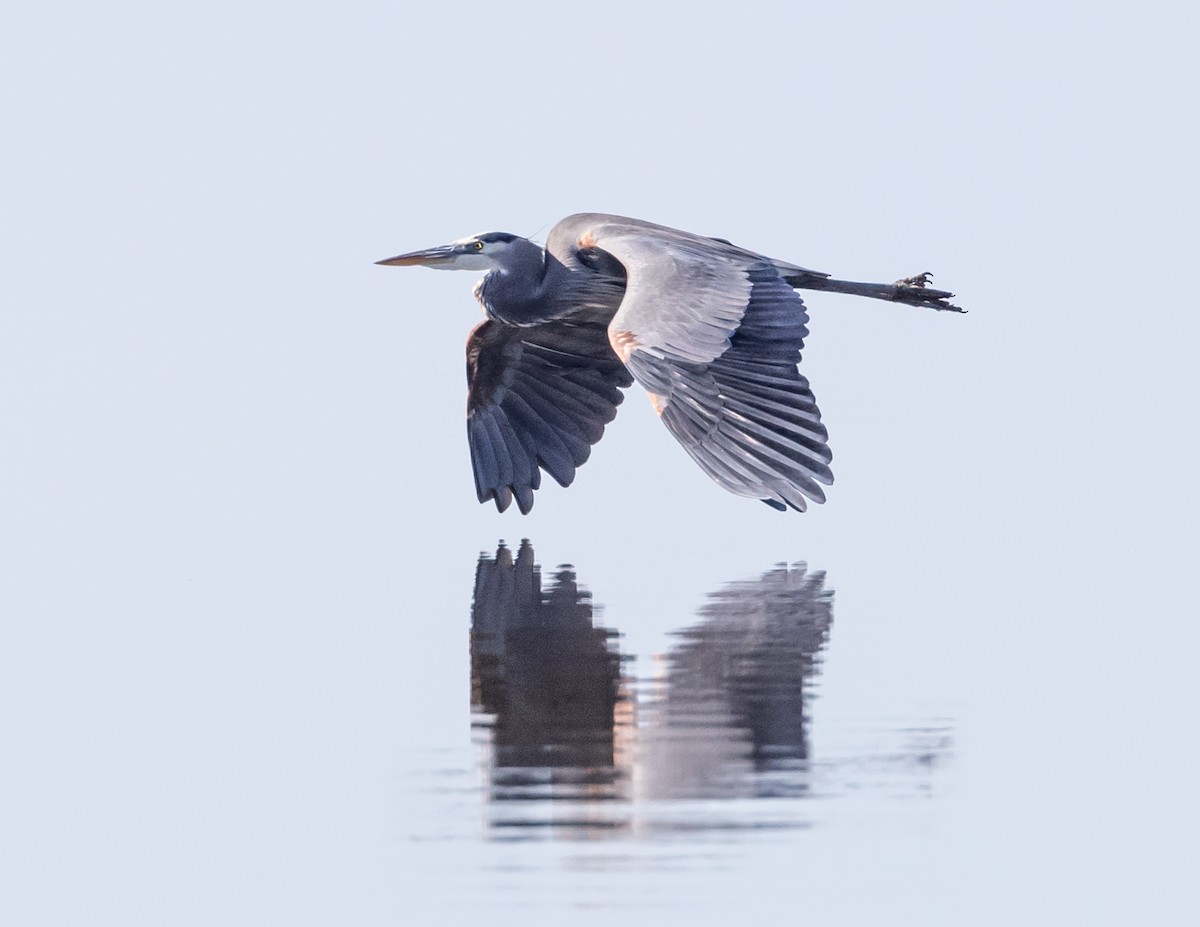 Great Blue Heron - ML610178320