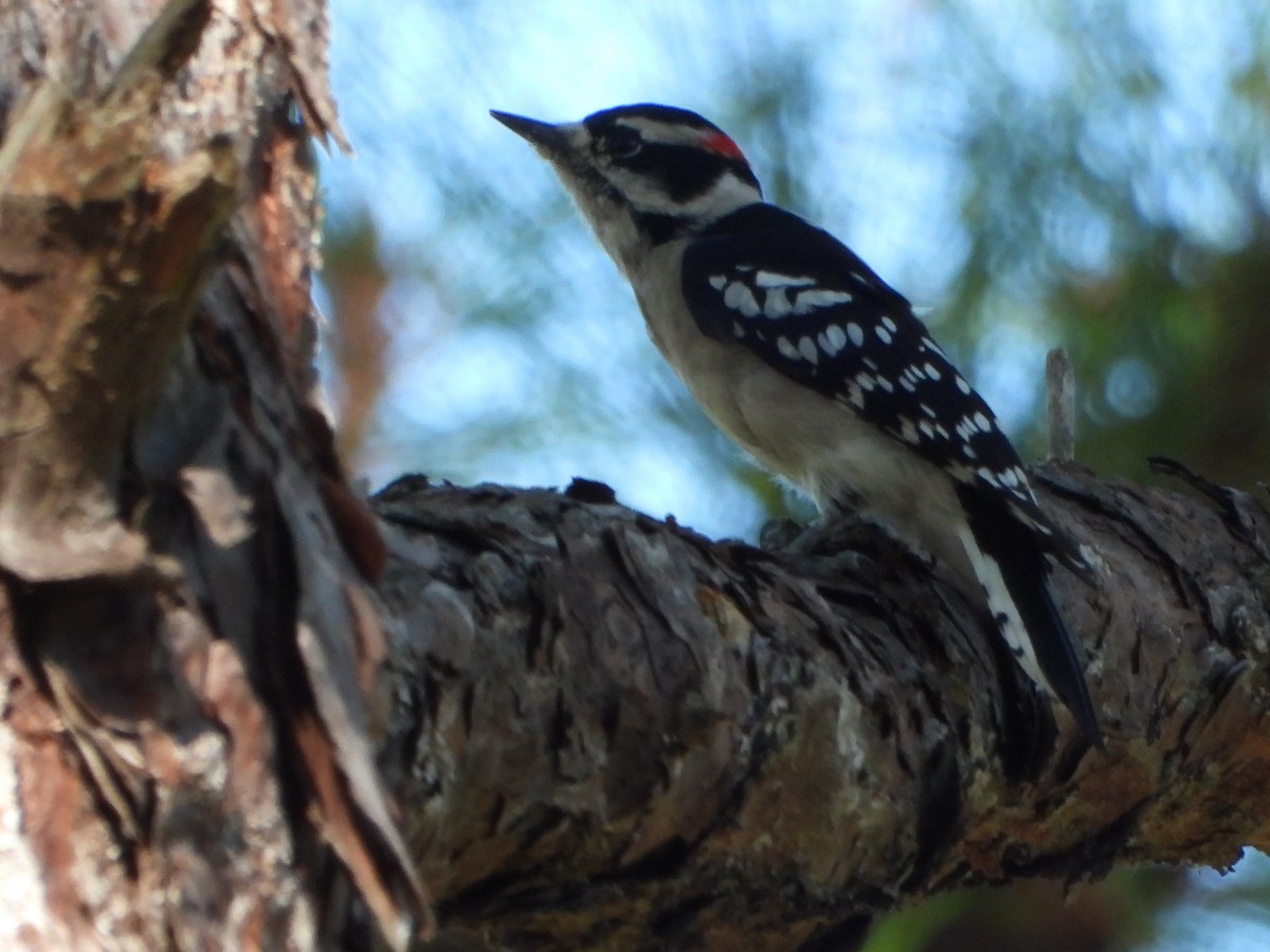 Downy Woodpecker - ML610178340