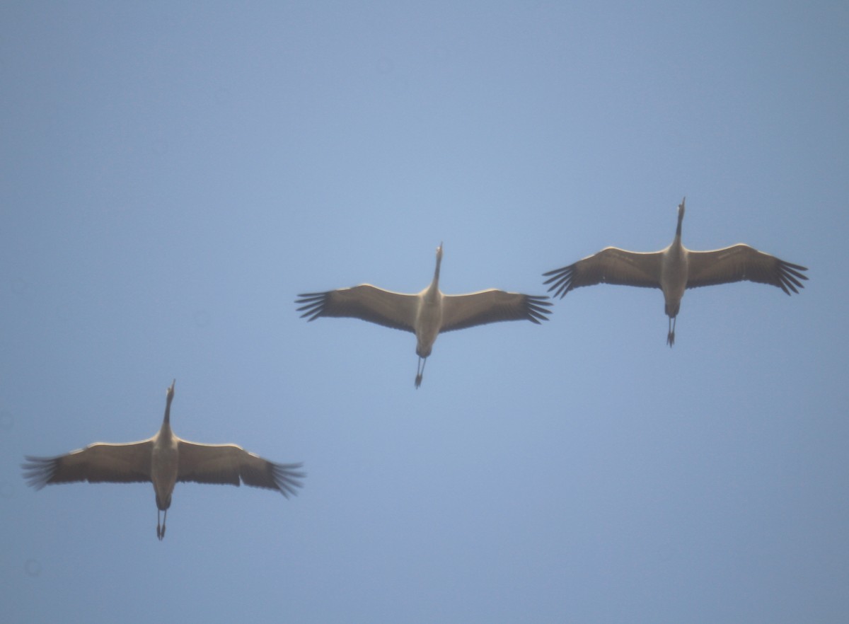 Common Crane - ML610178412