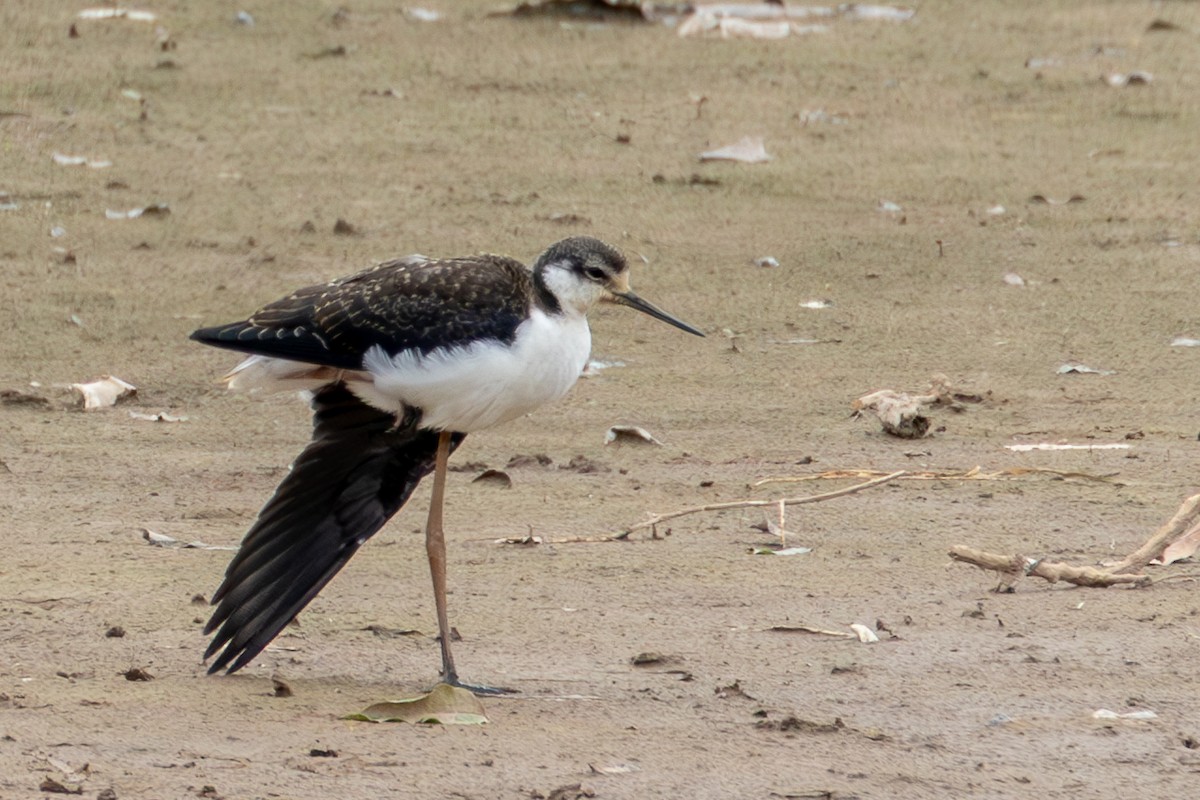 Black-necked Stilt (White-backed) - ML610178532