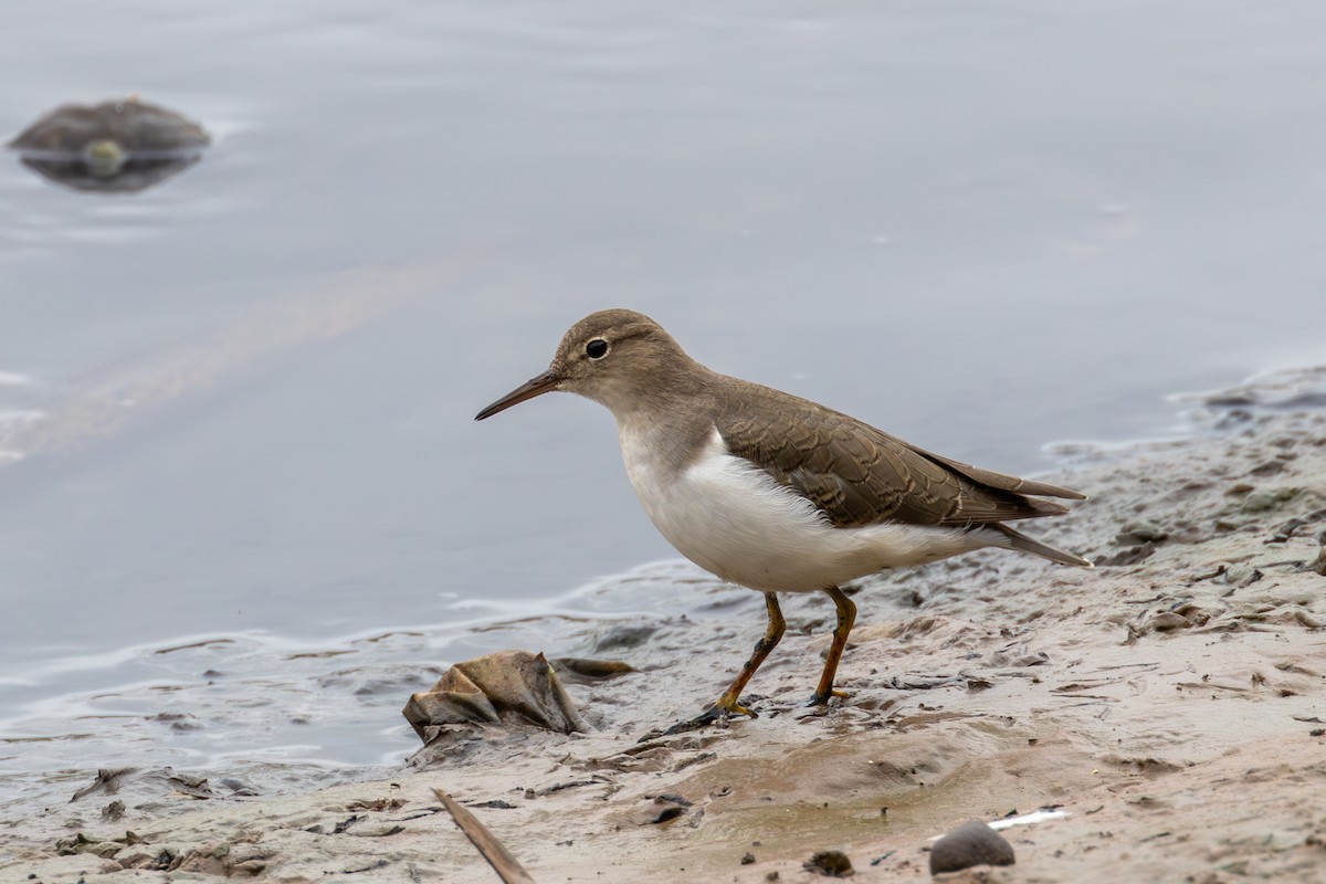 Spotted Sandpiper - ML610178606