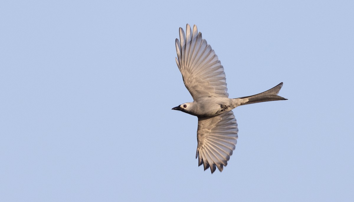 Ashy Drongo - Ian Davies