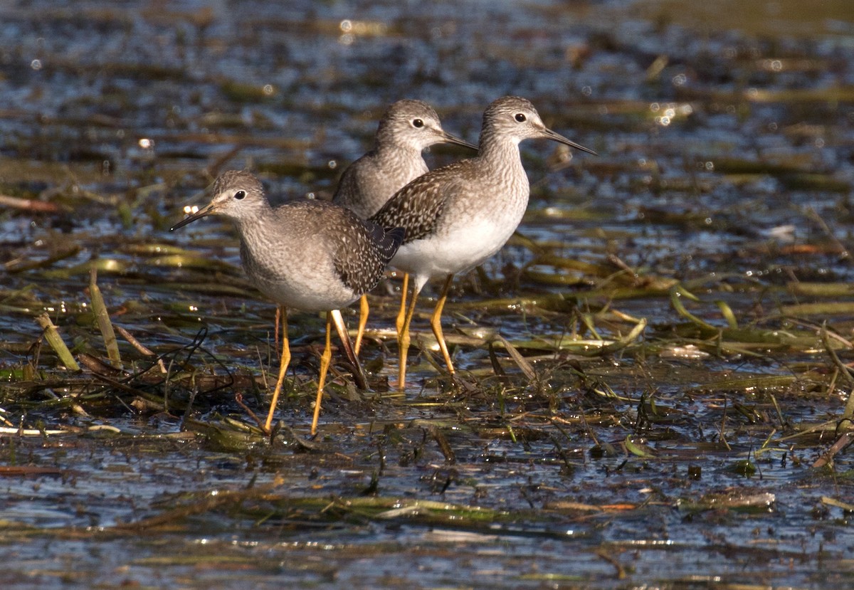 Lesser Yellowlegs - ML610178854