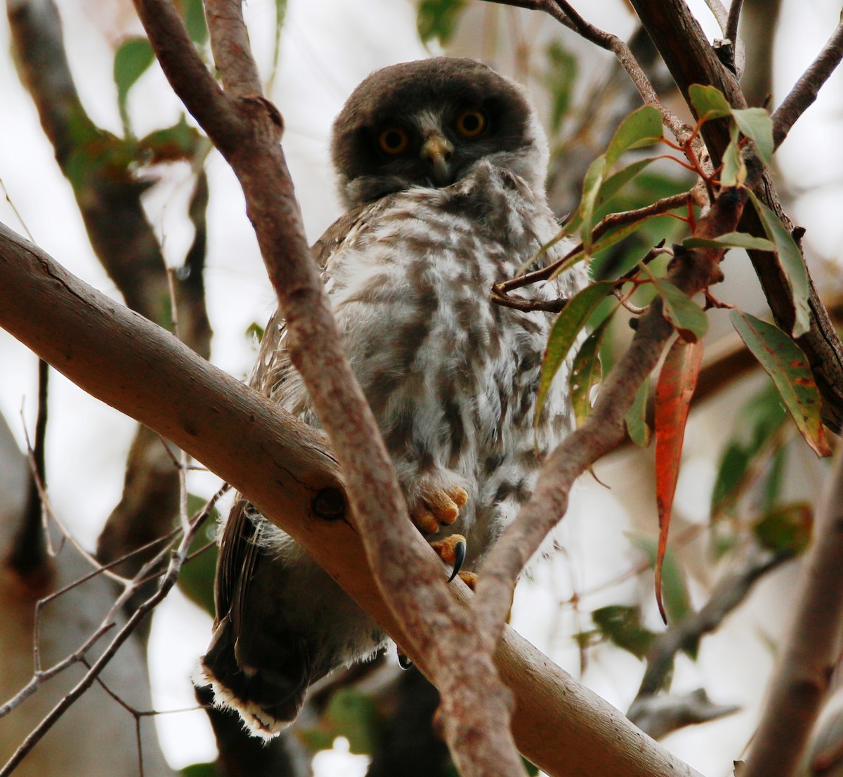 Barking Owl - Ian Bradshaw