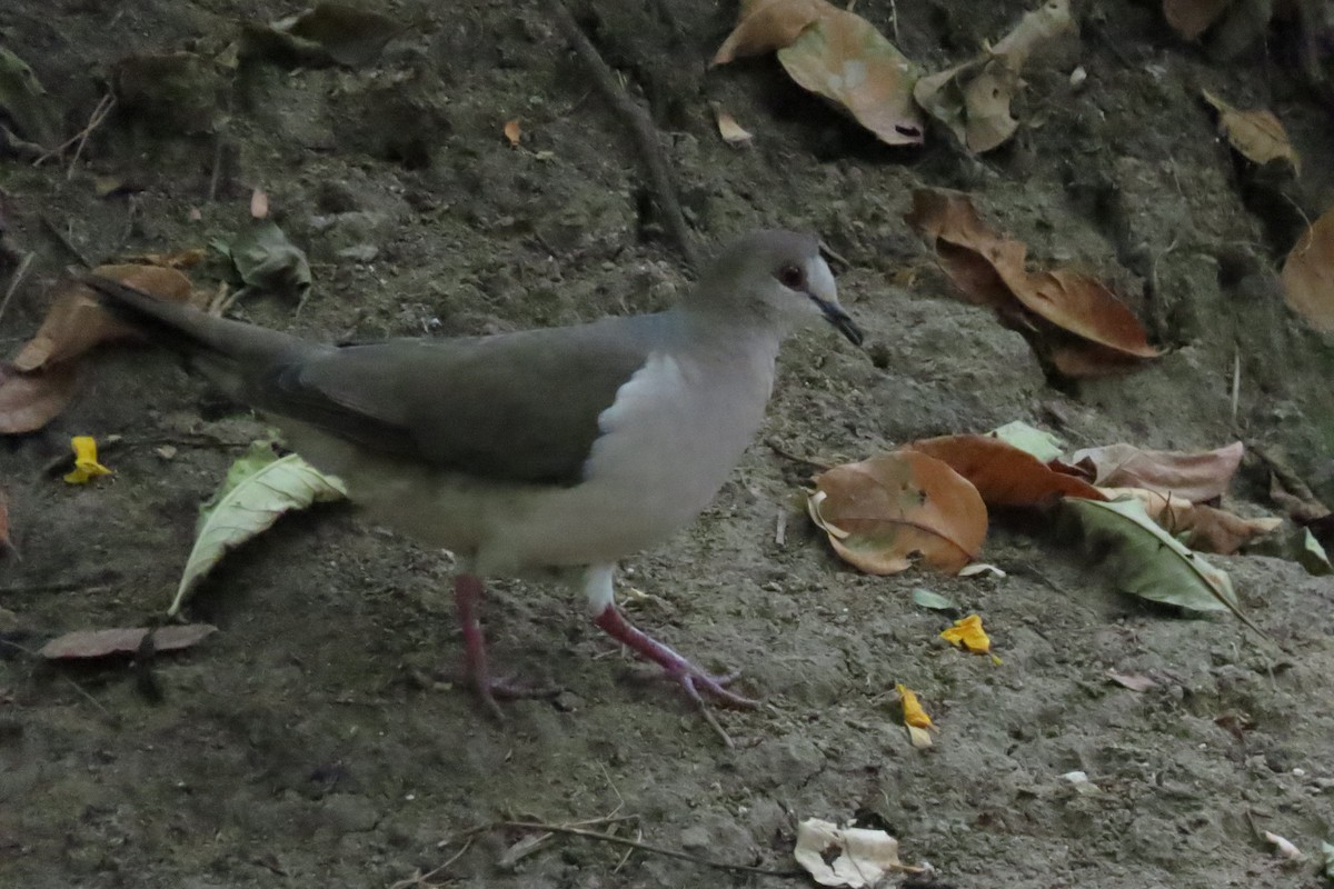 White-tipped Dove - ML610178938