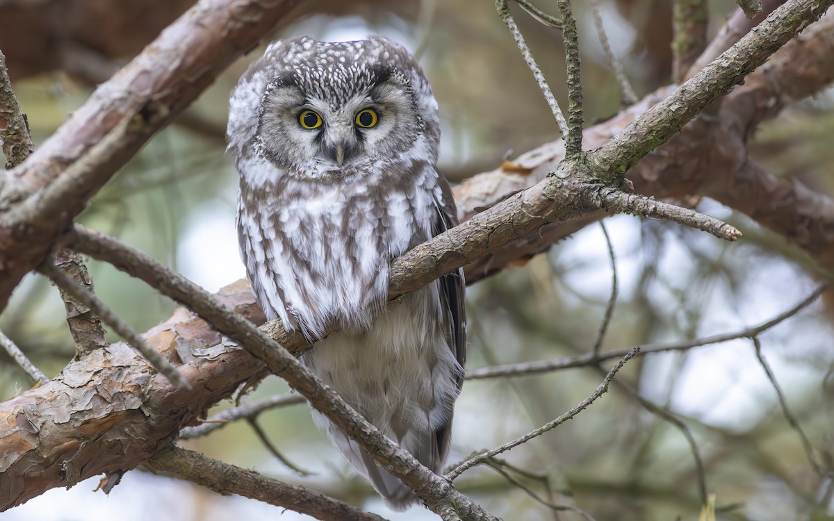 Boreal Owl - ML610178946