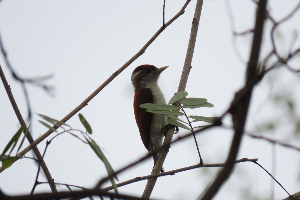 Scarlet-backed Woodpecker - Rogger Valencia Monroy