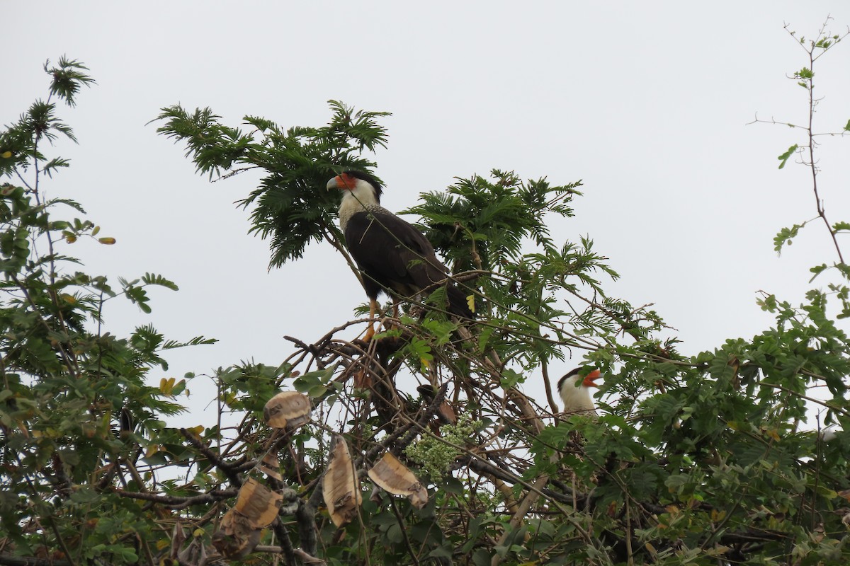 Crested Caracara - Rogger Valencia Monroy