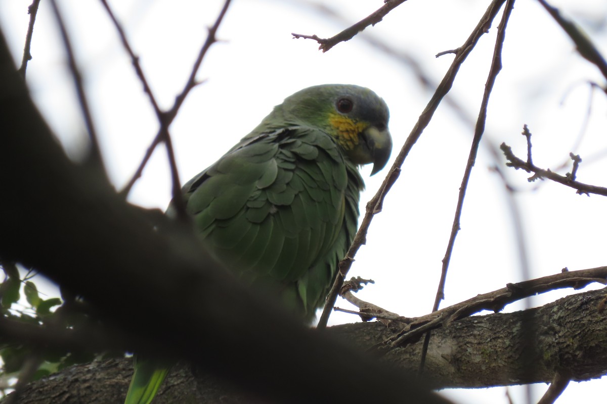 Orange-winged Parrot - ML610179090