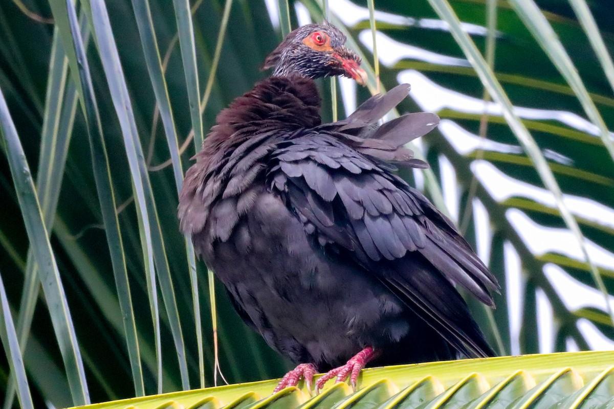 Scaly-naped Pigeon - ML610179163