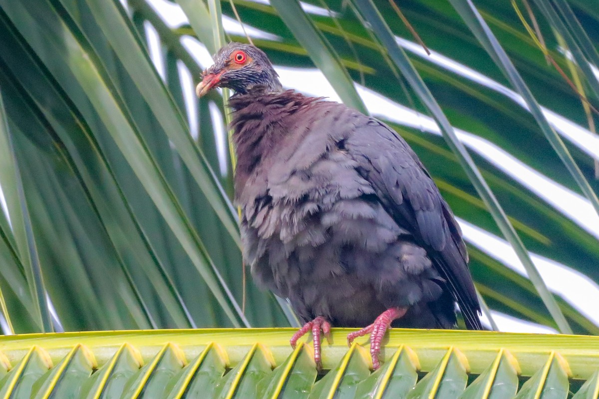 Scaly-naped Pigeon - ML610179164