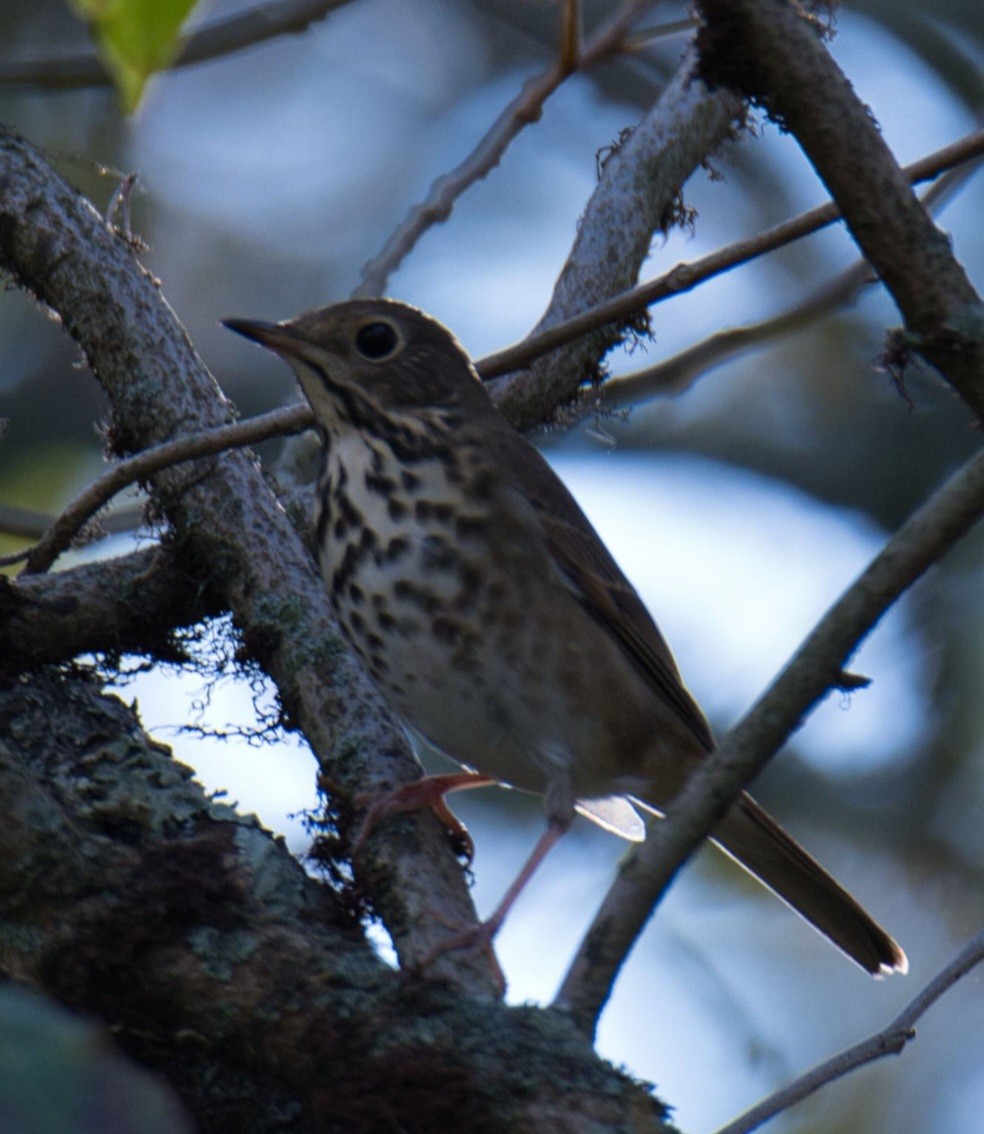 Hermit Thrush - ML610179170