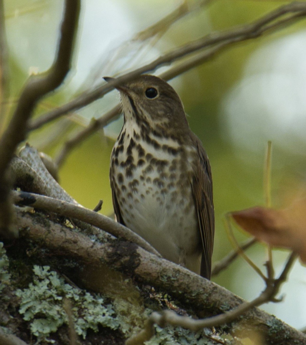 Hermit Thrush - ML610179171