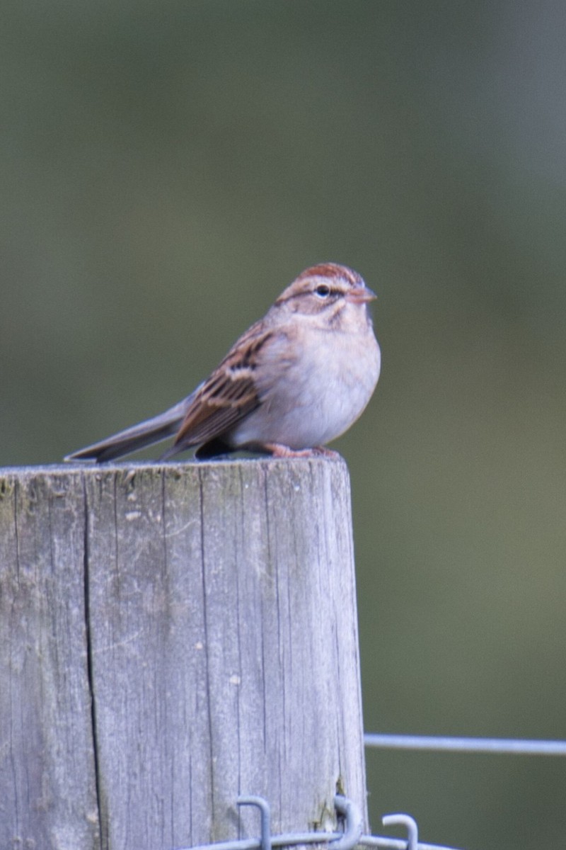 Chipping Sparrow - ML610179226