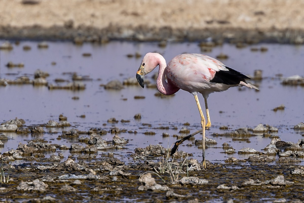 Andean Flamingo - Bradley Hacker 🦜