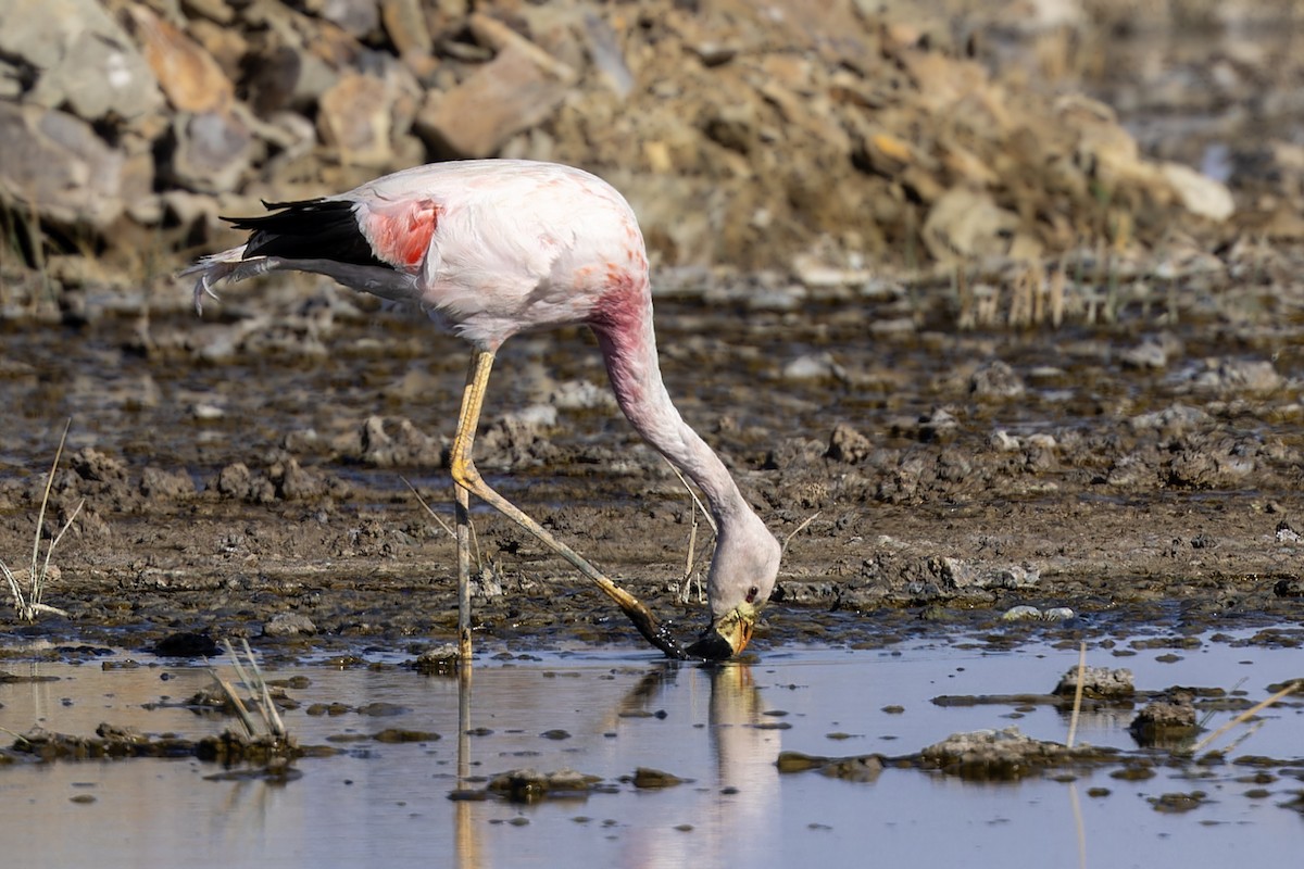 Andean Flamingo - Bradley Hacker 🦜