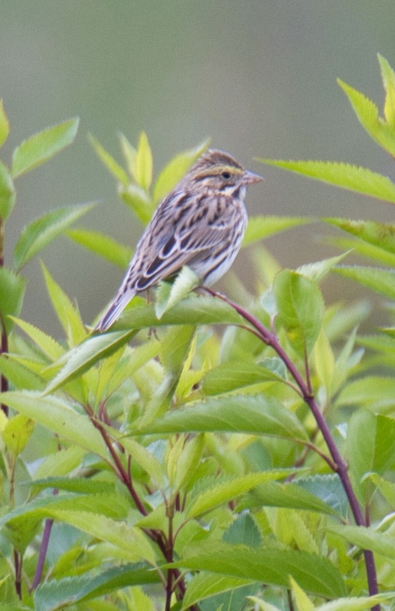 Savannah Sparrow - ML610179256