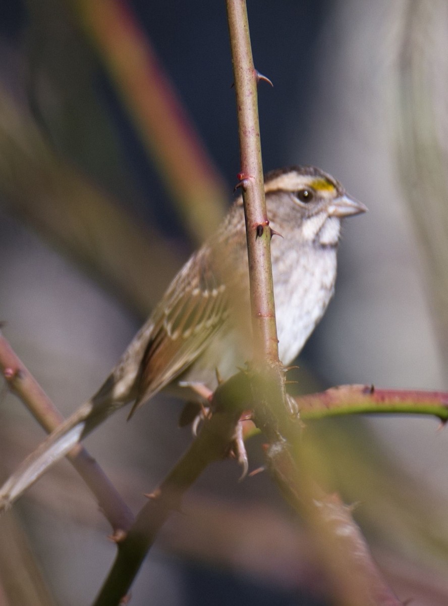 White-throated Sparrow - ML610179314