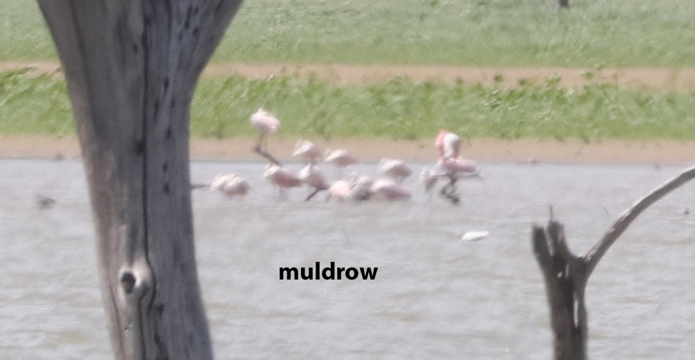 Roseate Spoonbill - ML610179363