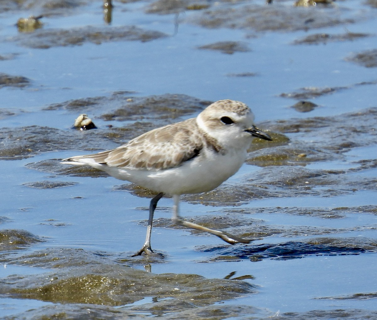 Snowy Plover - Van Remsen