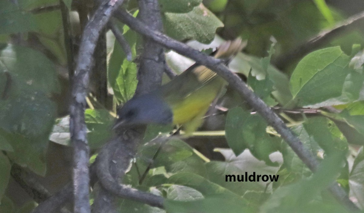 Mourning Warbler - ML610179381