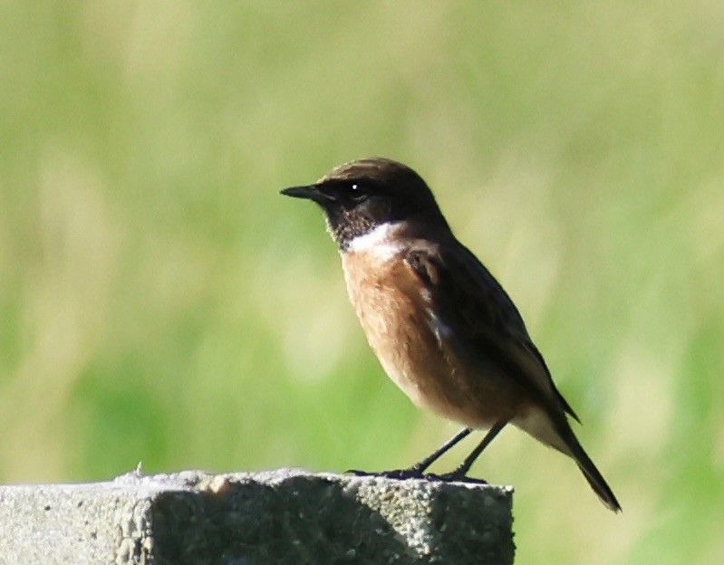 European Stonechat - ML610179389