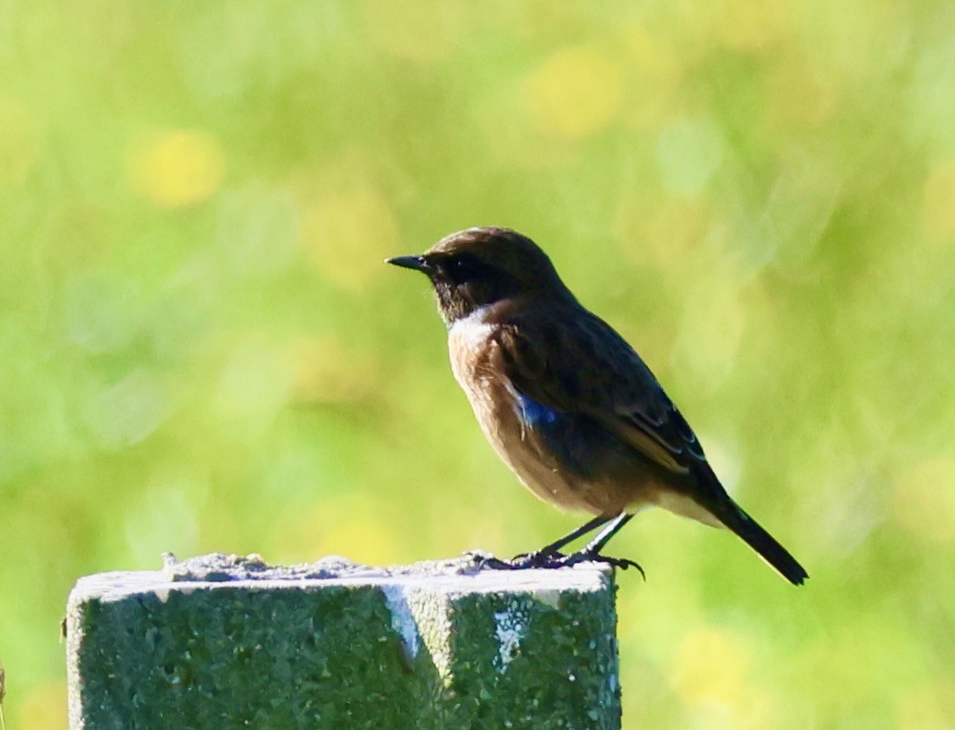 European Stonechat - ML610179392