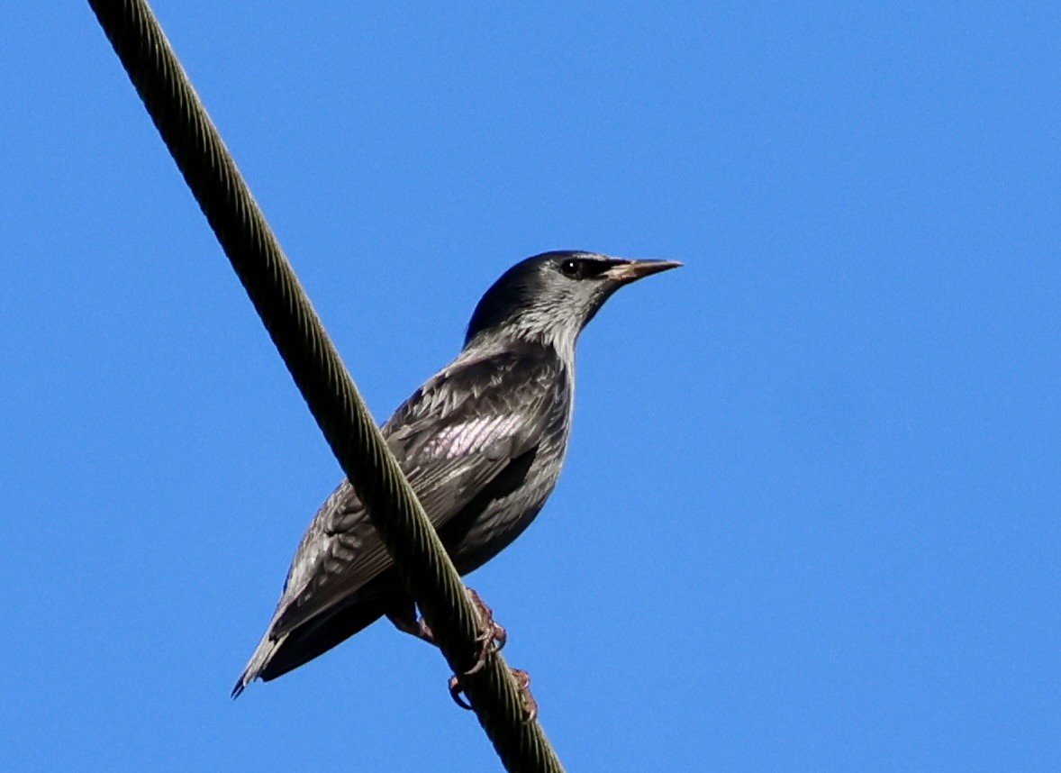 Spotless Starling - ML610179400