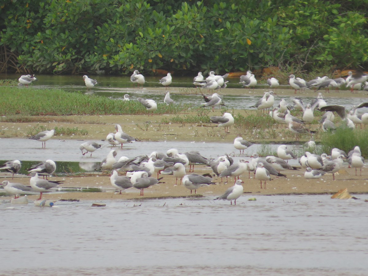 Gray-hooded Gull - ML610179445