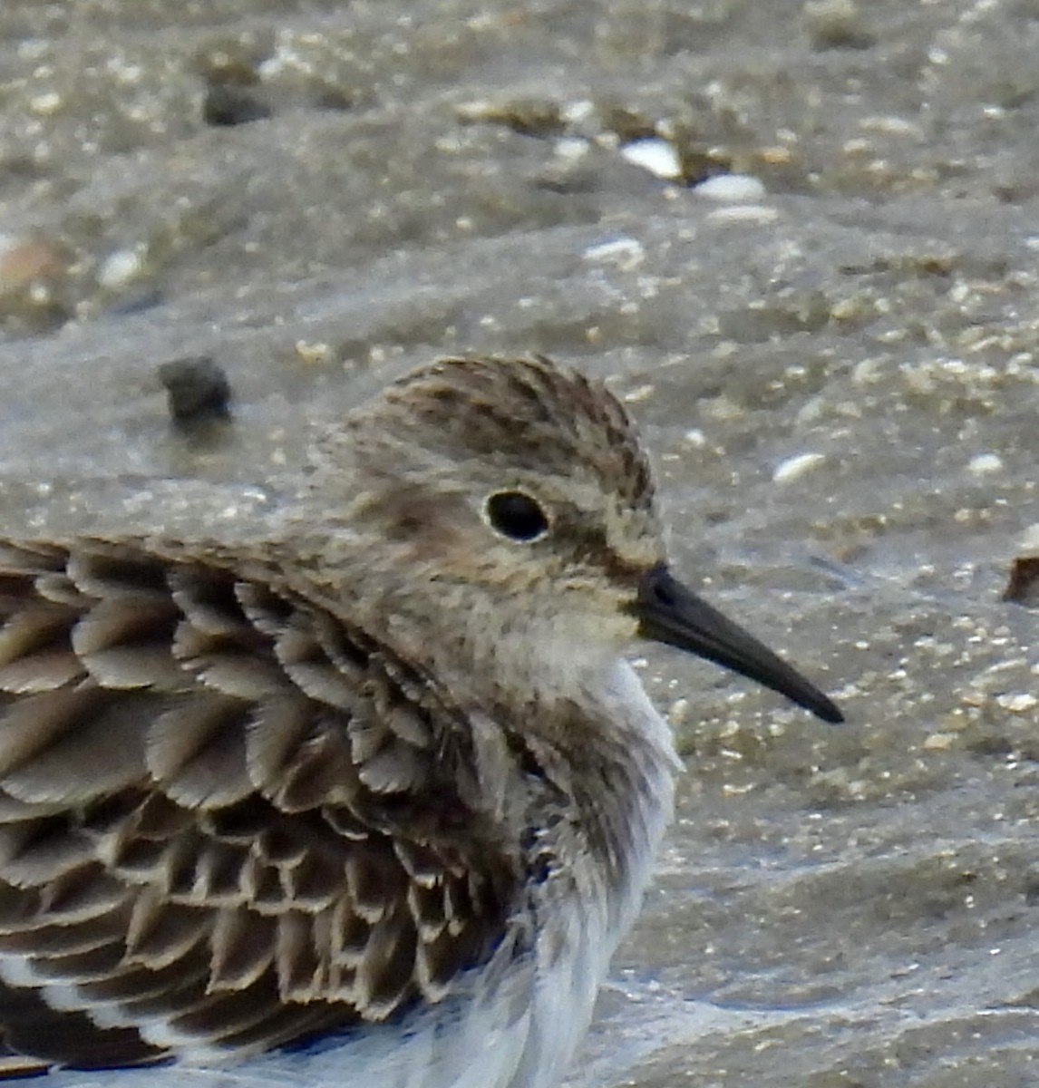 Least Sandpiper - ML610179568