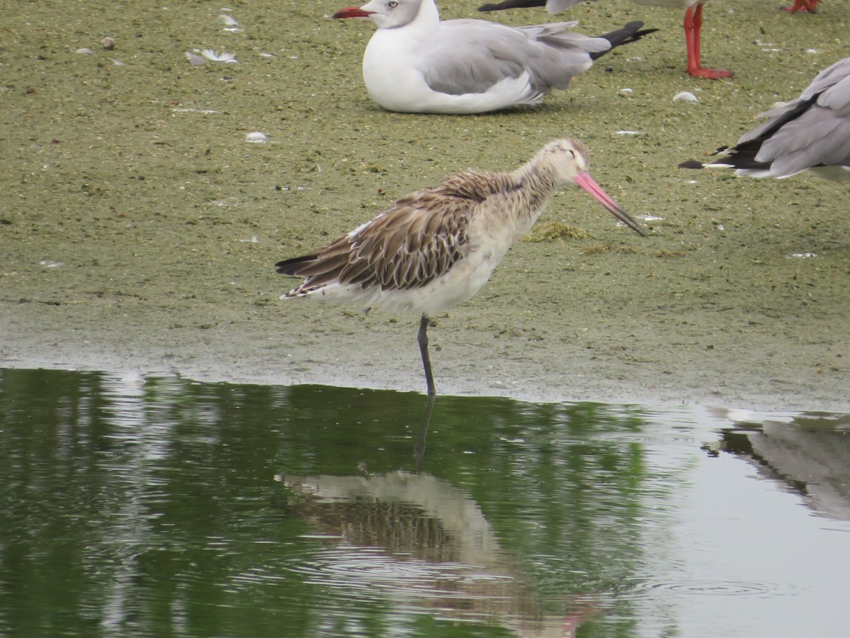 Bar-tailed Godwit - Ragupathy Kannan