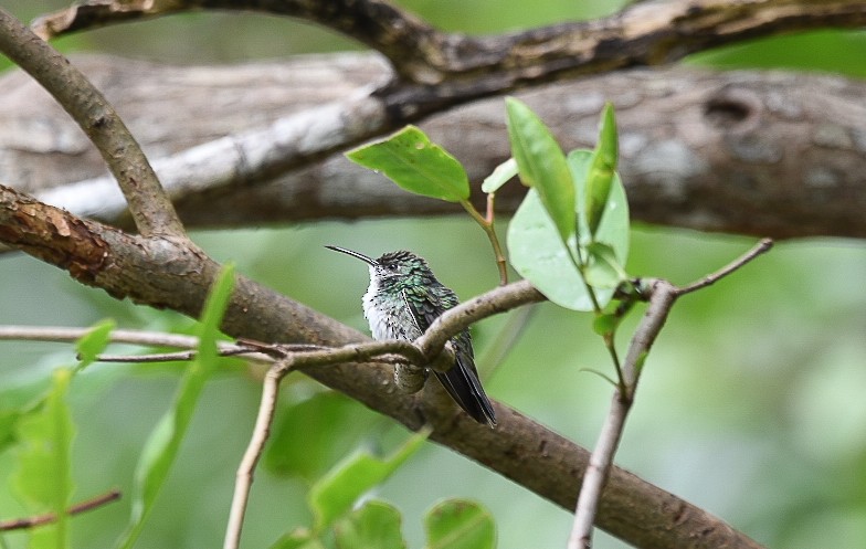 Mangrove Hummingbird - ML610179668
