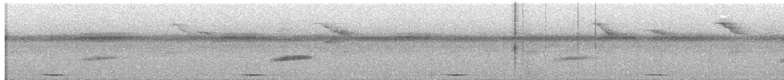 holub panamský - ML610179741