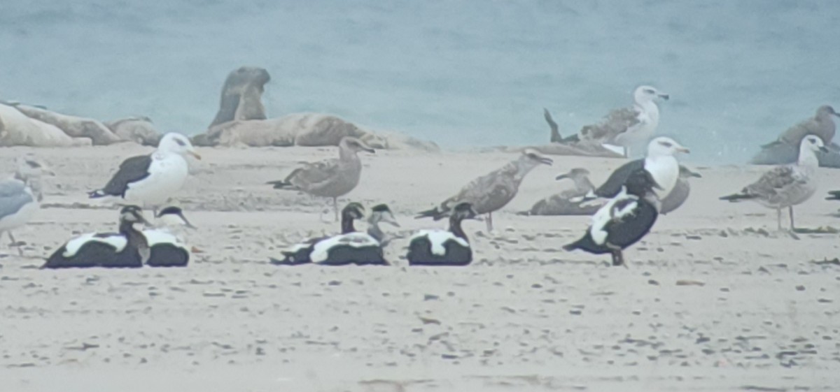 Common Eider - Sze On Ng (Aaron)