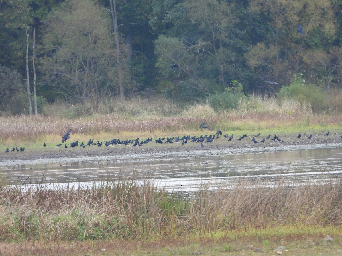 American Crow - ML610179802